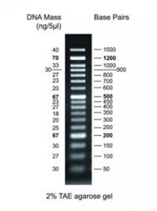 Slika za DNA LADDER 100BP