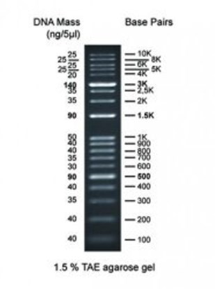 Slika za DNA Markers for Gel Electrophoresis